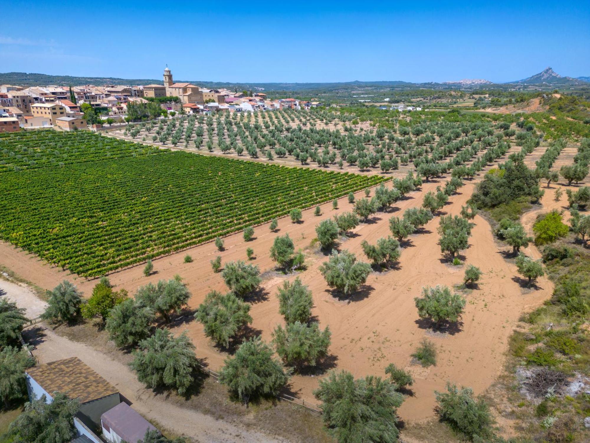 阿内斯维拉尔乡村酒店 Sant Carlos de la Ràpita 外观 照片